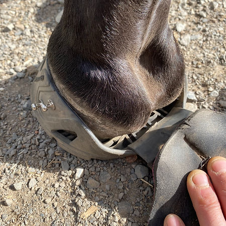 Achieving comfort in foot sore horses Flex Hoof Boots