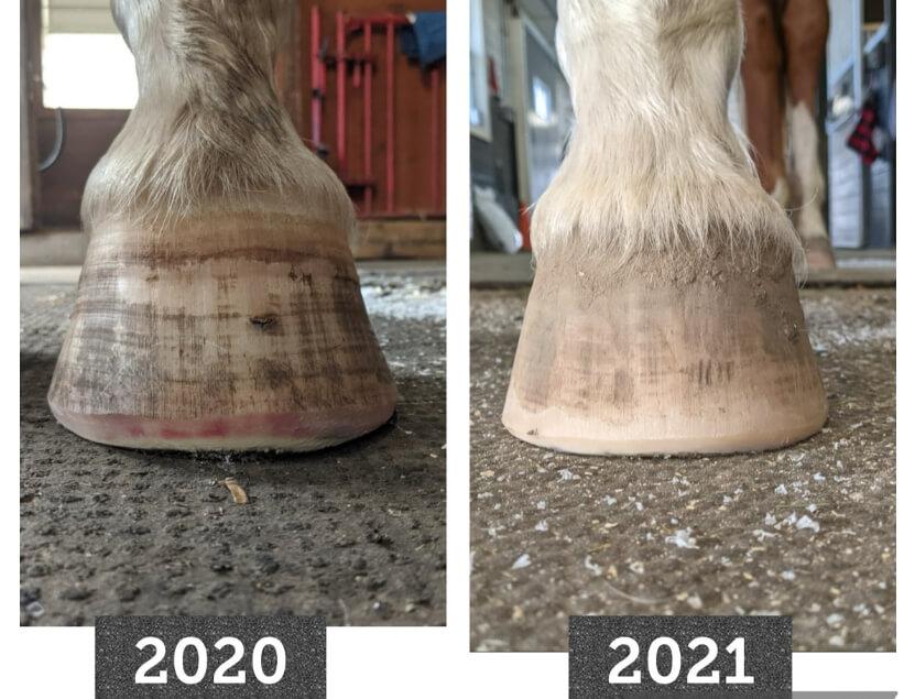 Healthy horse hoof grown through nutrition and rehabilitation
