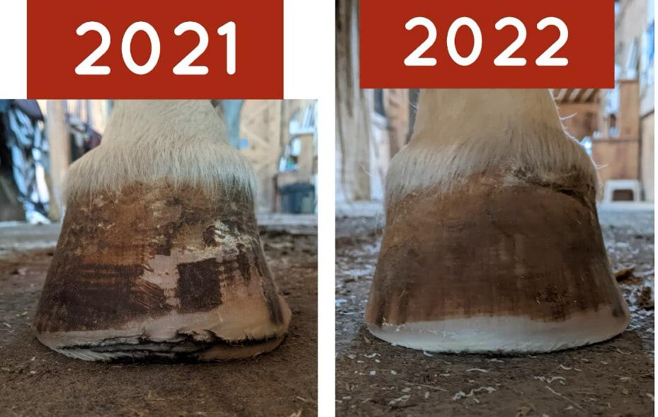 Before and after hoof rehabilitation in a barefoot horse