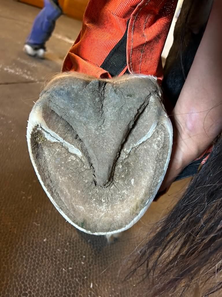 Horse hoof health showing healthy frog and heel bulbs