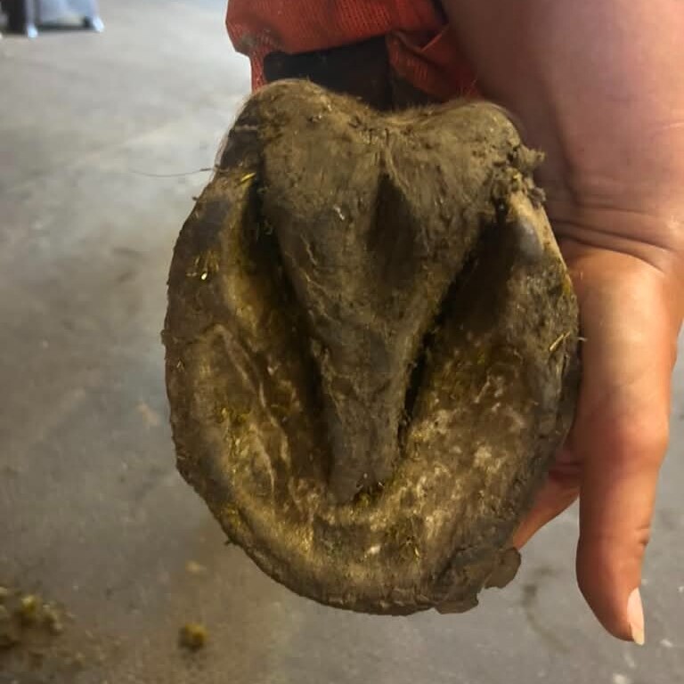 Chipped hoof wall on a barefoot horse