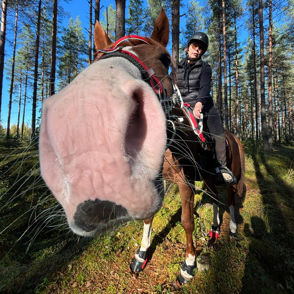 Matti wearing Flex Hoof Boots on a forest trail